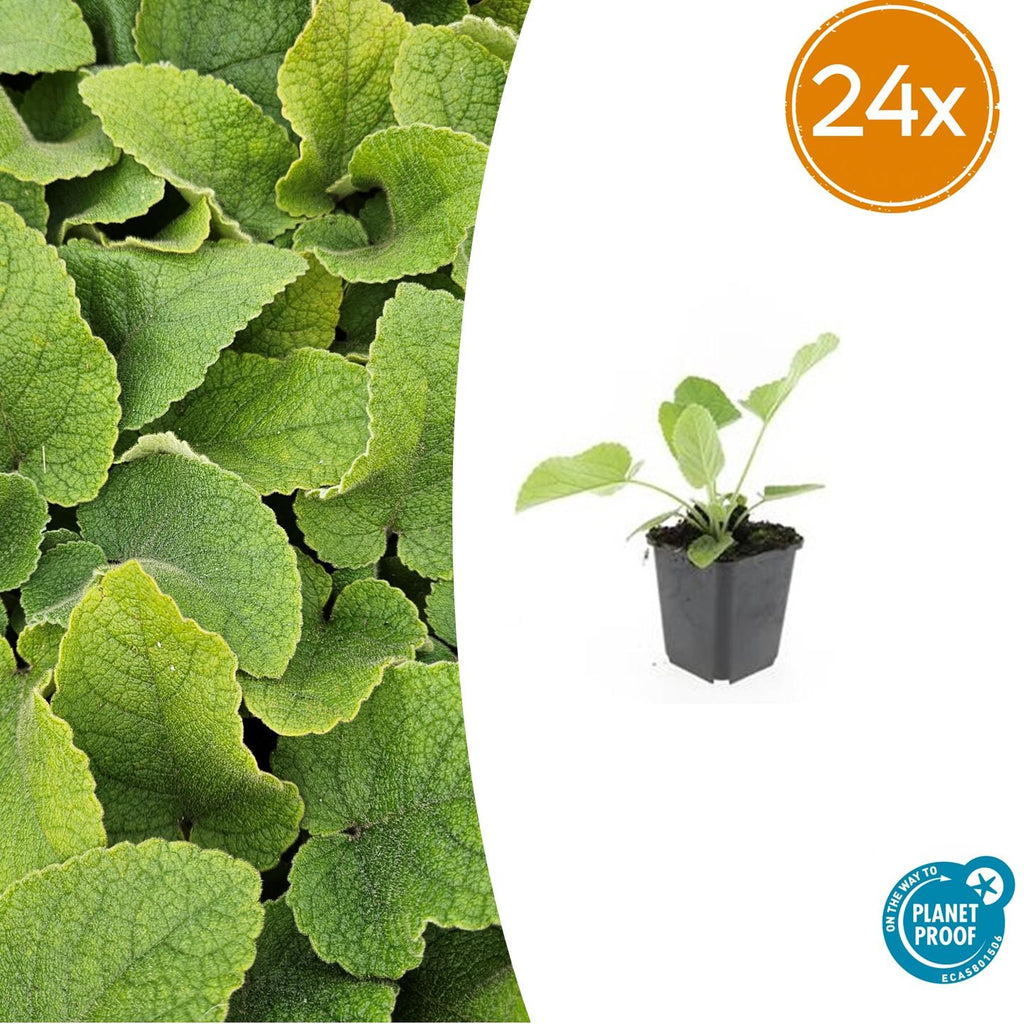 Russel Brandkraut Phlomis russeliana – ↕10-25cm – Ø9cm – Winterhart & Bienenfreundlich – Sommerblüher für Beete & Garten – Plant