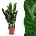 Zamioculcas – ZZ – Pflanze 80-90cm – 21cm – Pflegeleichte robuste Zimmerpflanze – Tiefgrüne glänzende Blätter – Plant