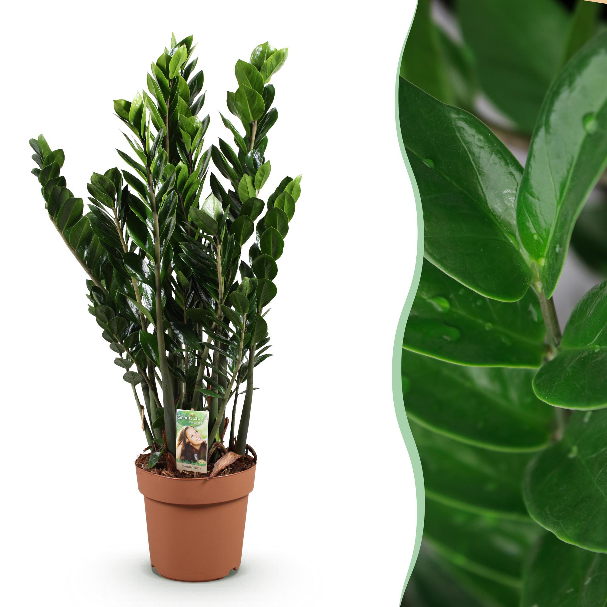 Zamioculcas – ZZ – Pflanze 80-90cm – 21cm – Pflegeleichte robuste Zimmerpflanze – Tiefgrüne glänzende Blätter – Plant