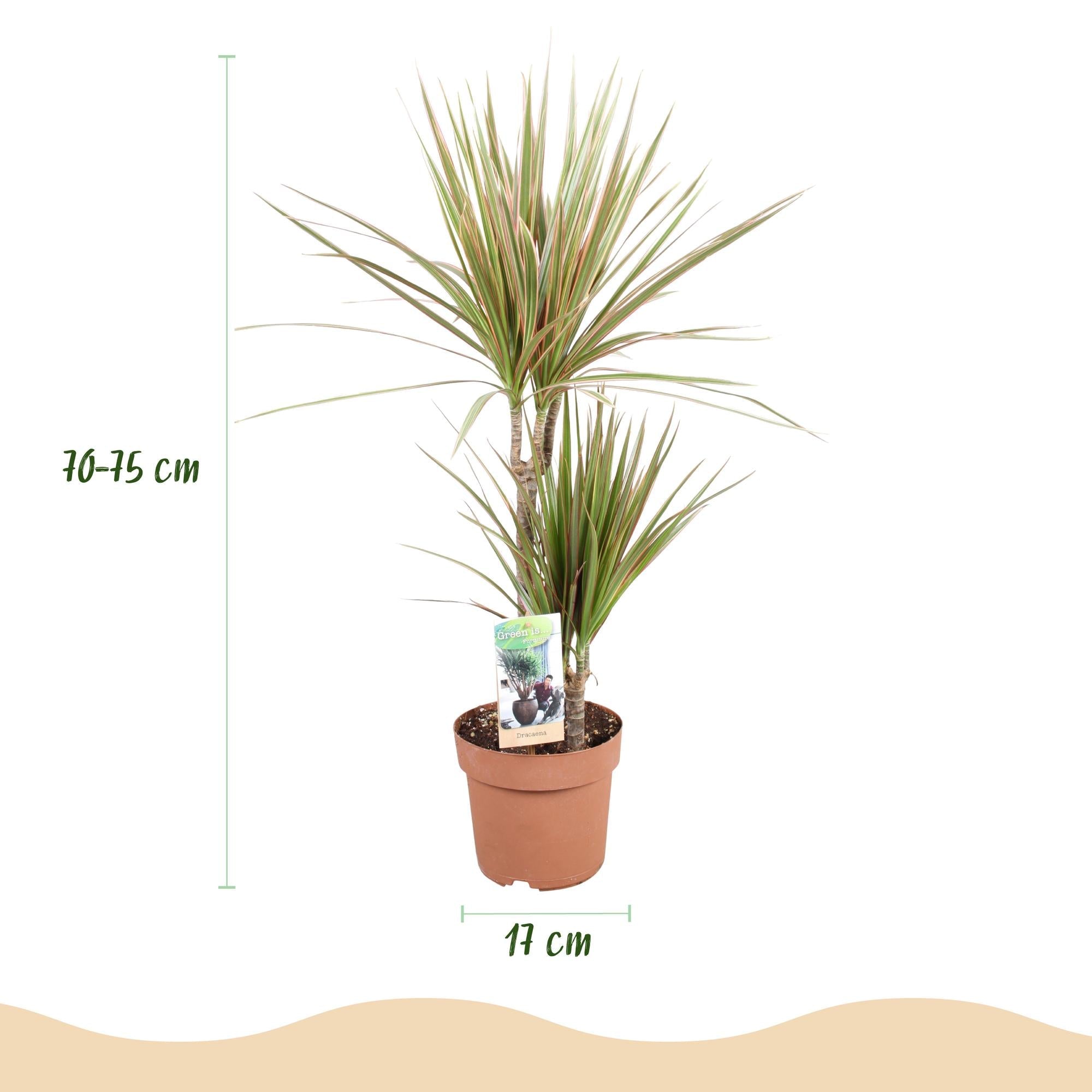 Dracaena Marginata Bicolor – Drachenbaum im Korb – 2 Zimmerpflanzen – Höhe 70-75cm – 17cm – Pflegeleichte Grünpflanze mit dekorativem Stamm