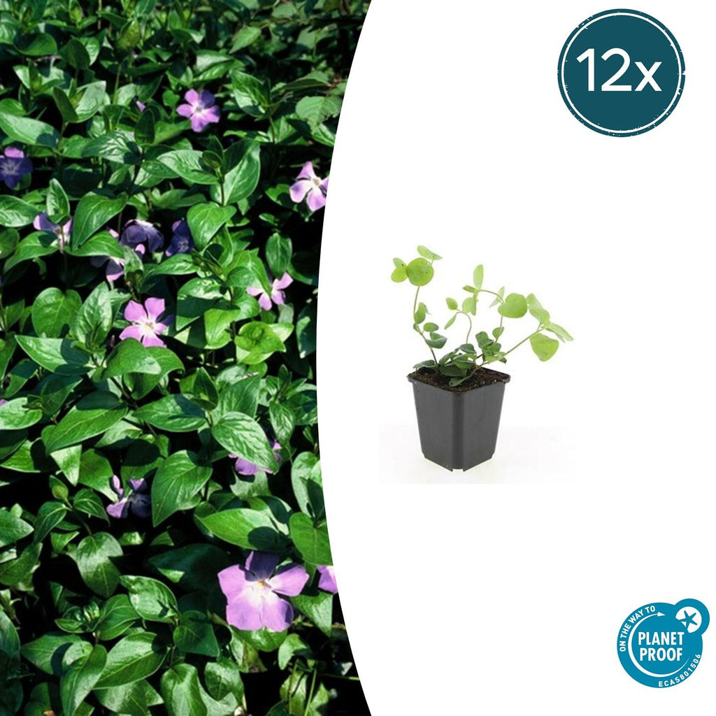 Großes Immergrün Vinca major – ↕10-25cm – Ø9cm – Immergrüner Bodendecker mit violett – blauen Blüten – Plant
