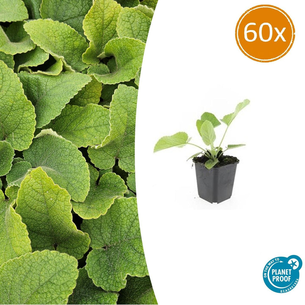 Russel Brandkraut Phlomis russeliana – ↕10-25cm – Ø9cm – Winterhart & Bienenfreundlich – Sommerblüher für Beete & Garten – Plant