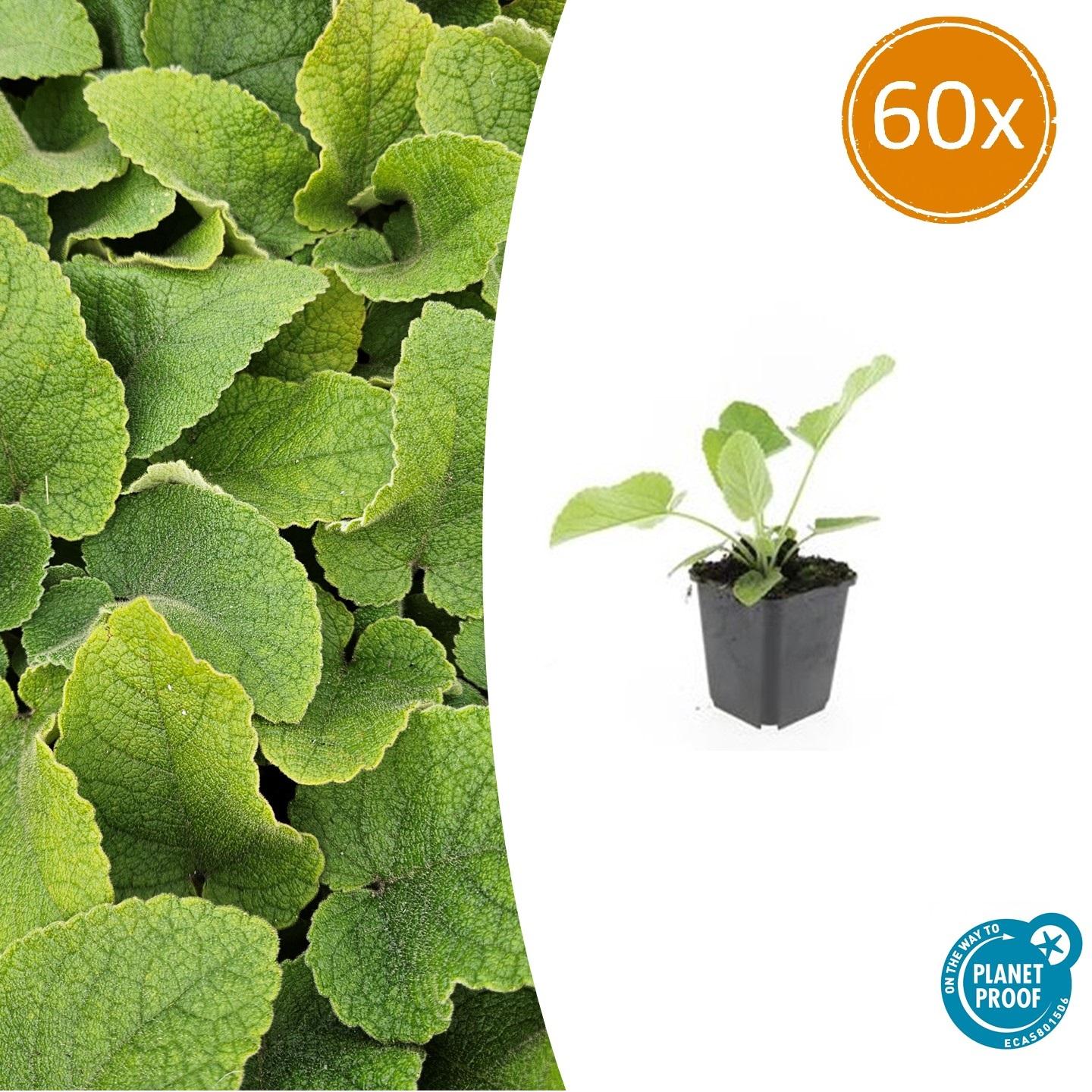 Russel Brandkraut Phlomis russeliana – ↕10-25cm – Ø9cm – Winterhart & Bienenfreundlich – Sommerblüher für Beete & Garten – Plant