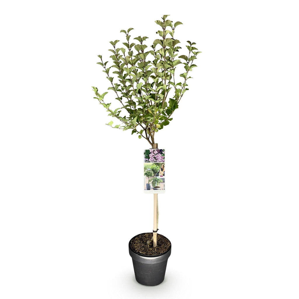 Zwergflieder Syringa meyeri Palibin – 19cm Höhe ca.90cm – Lila blühend & duftend – Winterhart & laubabwerfend – Ideal für Beet Balkon Terrasse – Plant