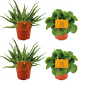 Zimmerpflanzen-Set – 2× Aloe Spider & 2× Peperomia Rana Verde – Ø10.5cm – Pflegeleichtes 4er-Set – Sukkulenten & Grünpflanzen für Zuhause & Büro – Plant