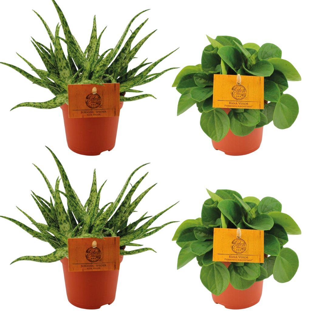 Zimmerpflanzen-Set – 2× Aloe Spider & 2× Peperomia Rana Verde – Ø10.5cm – Pflegeleichtes 4er-Set – Sukkulenten & Grünpflanzen für Zuhause & Büro – Plant