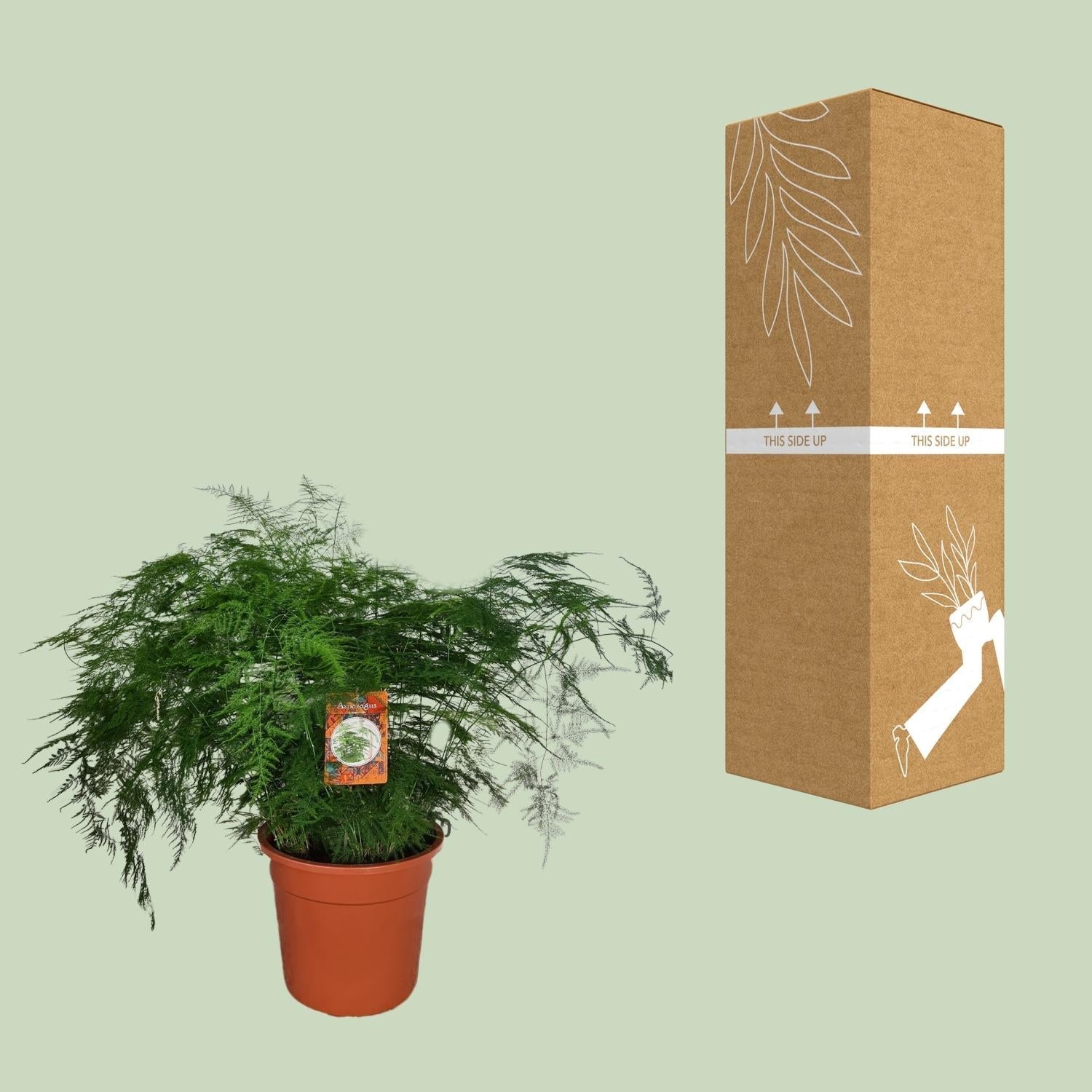 Spargelfarn – Asparagus Setaceus – Zimmerpflanze – Ø27cm – ↕70cm – Pflegeleicht & dekorativ – Luftreinigend – Plant