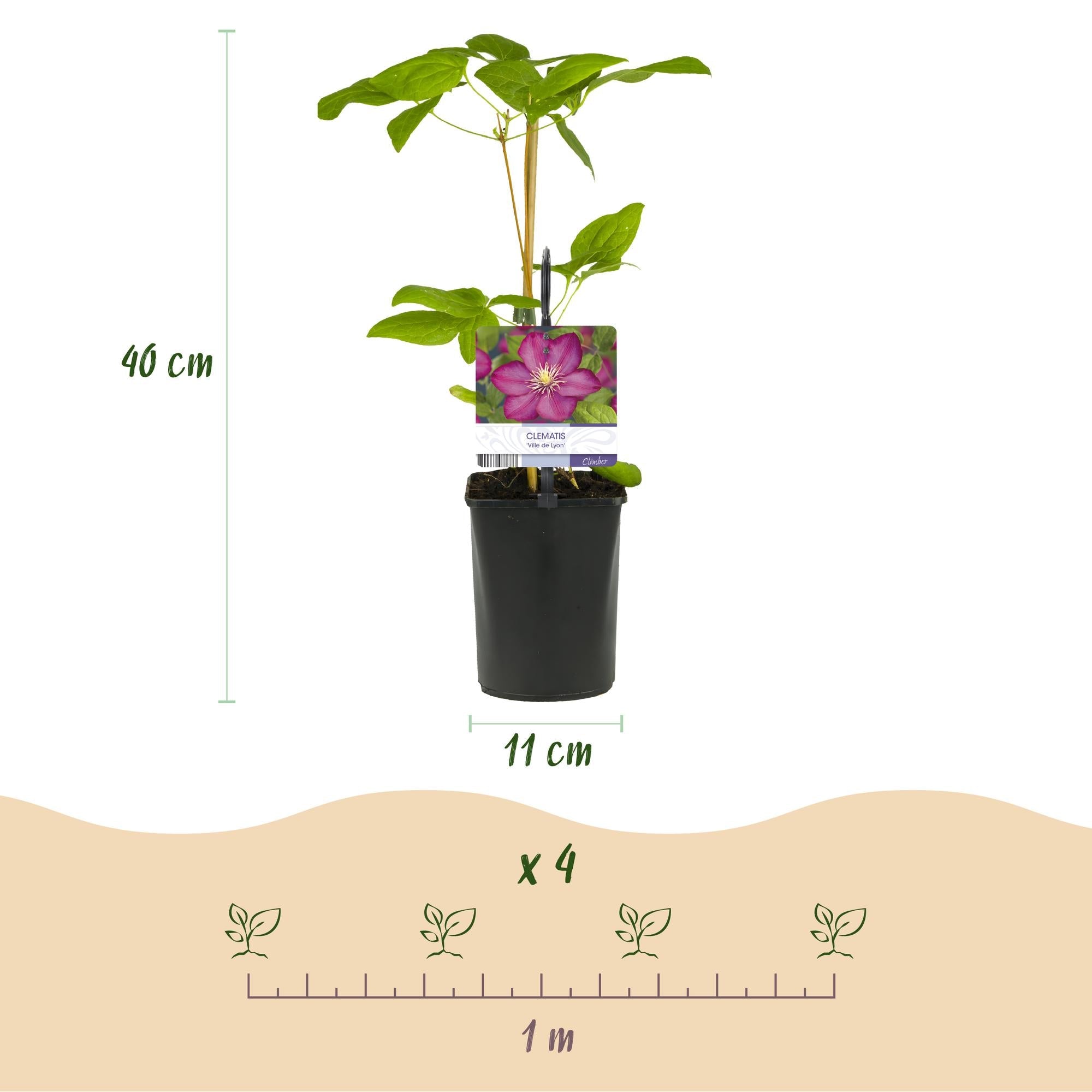 Kletterpflanze Clematis Ville de Lyon – Rosa Blüten – 2 Pflanzen – 11cm x H40cm – Winterhart & Pflegeleicht – Ideal für Garten, Balkon & Pergolen – Plant