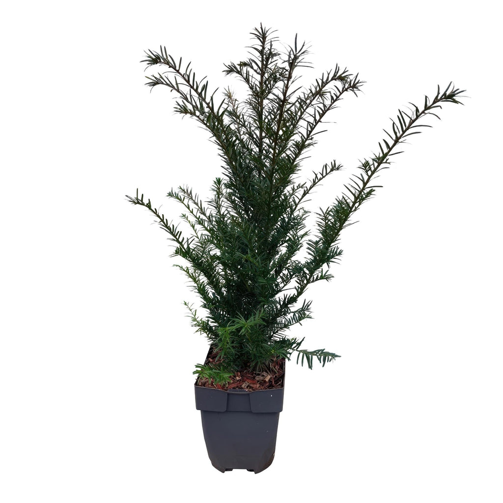 Europäische Eibe Taxus baccata – Immergrün – Heckenpflanze – 6 Pflanzen – 17cm x H60cm – pflegeleicht – Plant