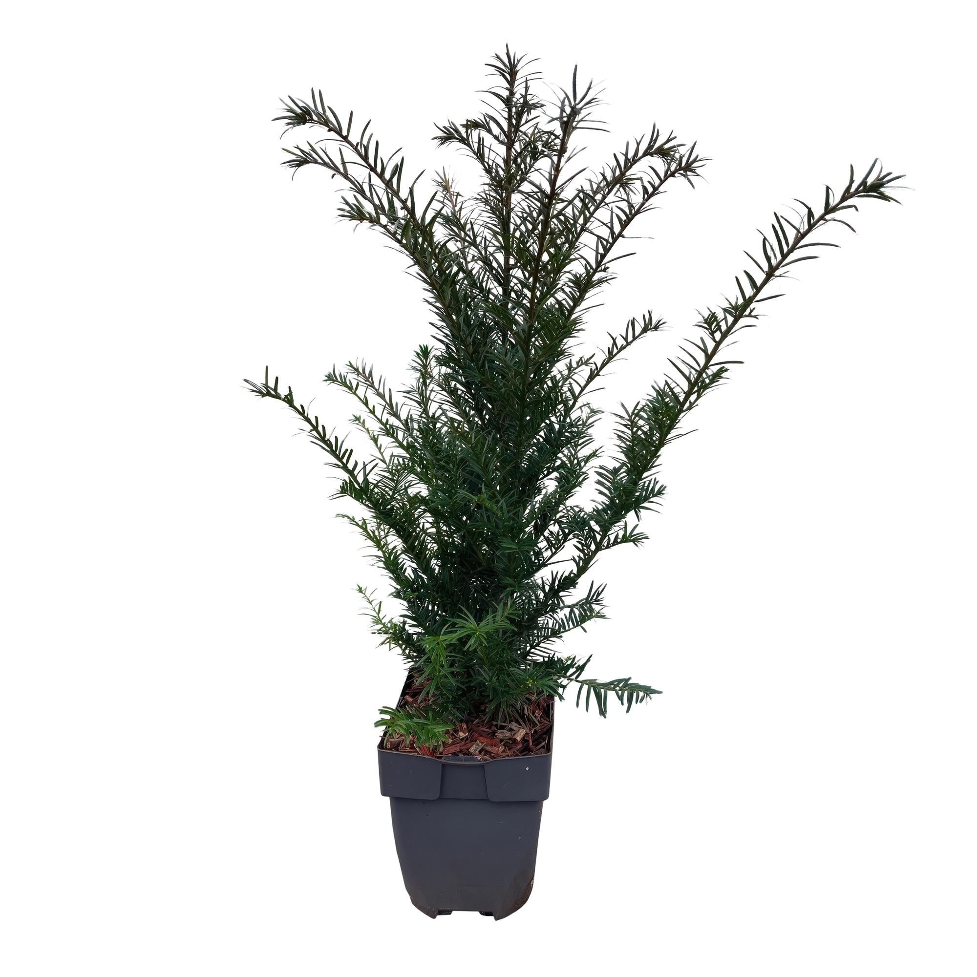 Europäische Eibe Taxus baccata – Immergrün – Heckenpflanze – 6 Pflanzen – 17cm x H60cm – pflegeleicht – Plant