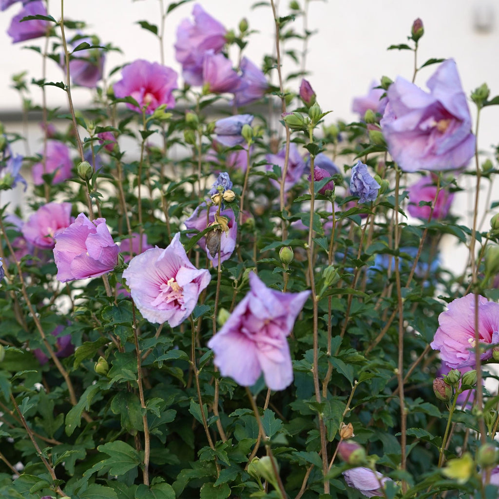 Hibiscus syriacus Lavender Chiffon – Stamm – Pflanze Ø19cm – ca. 90cm hoch – Winterharte Terrassen – & Balkonpflanze – Lila gefüllte Blüten – Plant