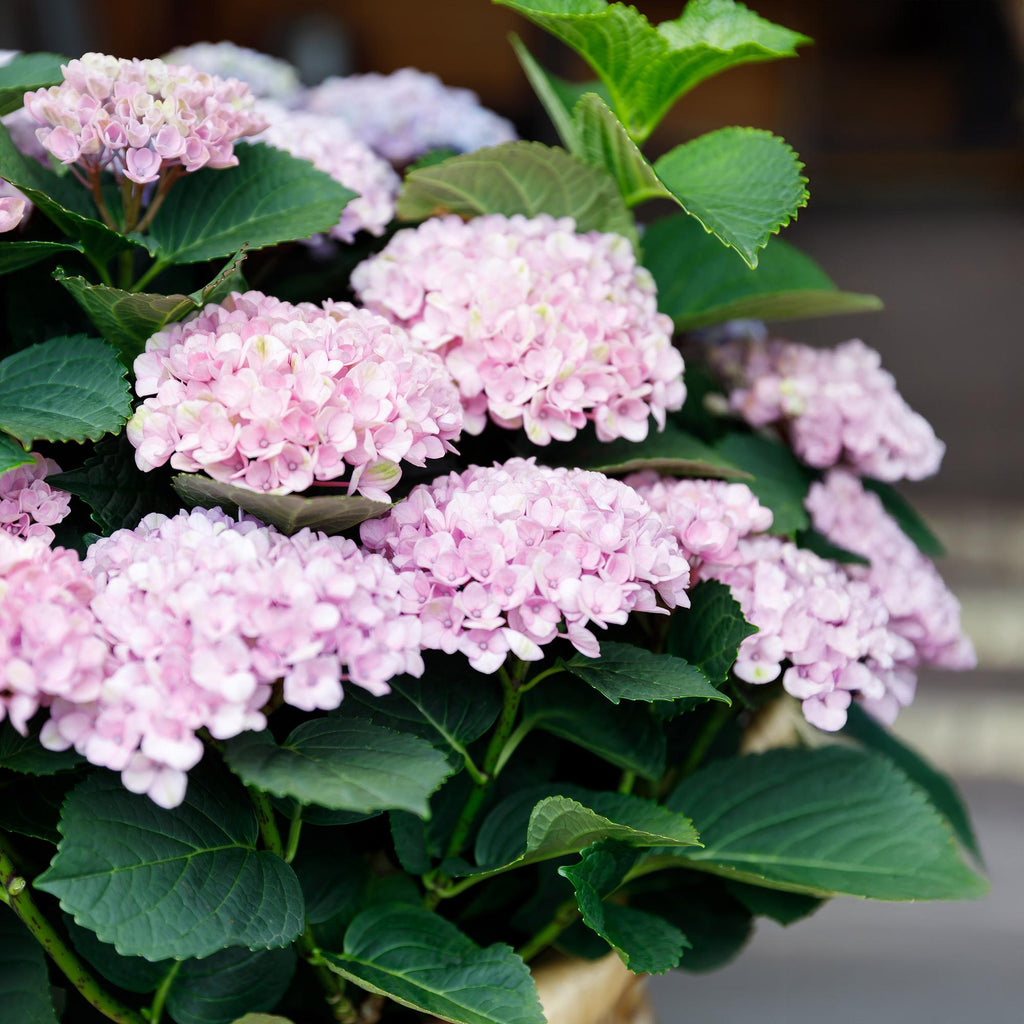 Hortensie Magical Revolution Pink – Rosa – Hydrangea macrophylla – 23cm – Ca. 55cm hoch – 6-10 Blüten – Für Balkon, Terrasse & Beet – Plant