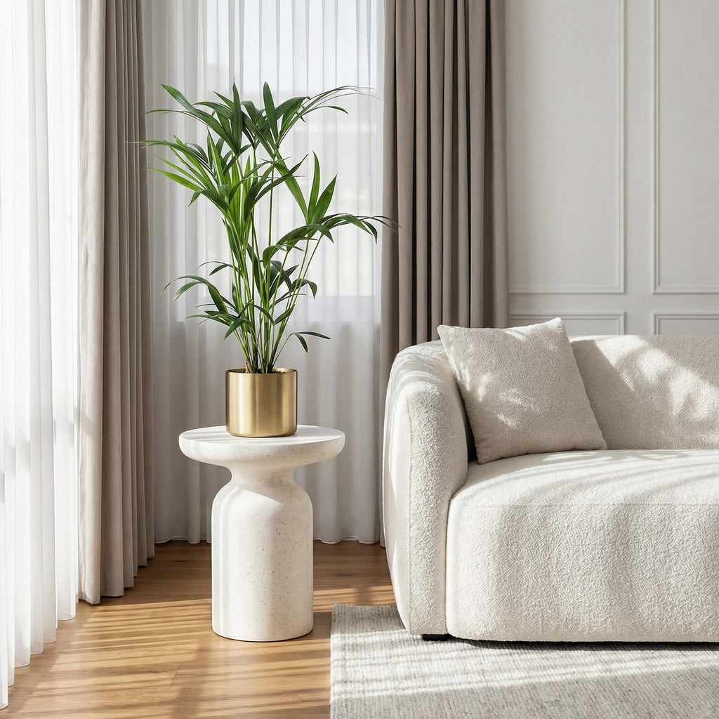 Howea Forsteriana – Kentia – Palme – 2 Pflanzen – 80-85cm – 19cm – Pflegeleichte Zimmerpalmen mit eleganten Wedeln
