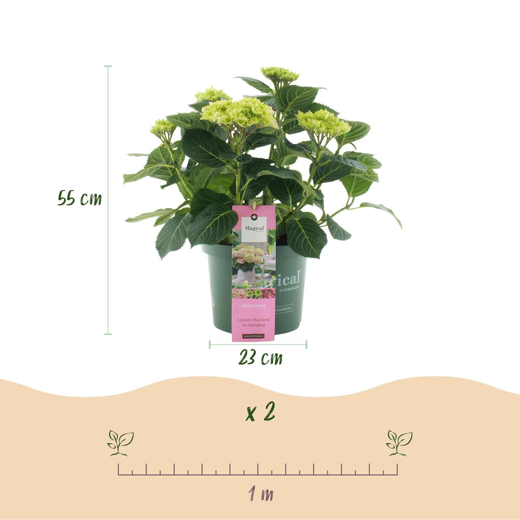 Hortensie Magical Jewel Pink – Hydrangea macrophylla – Rosa – Balkonpflanze – Im 23cm Topf – Ca. 55cm hoch – 6-10 Blüten – Reichblühend & Farbakzent – Plant