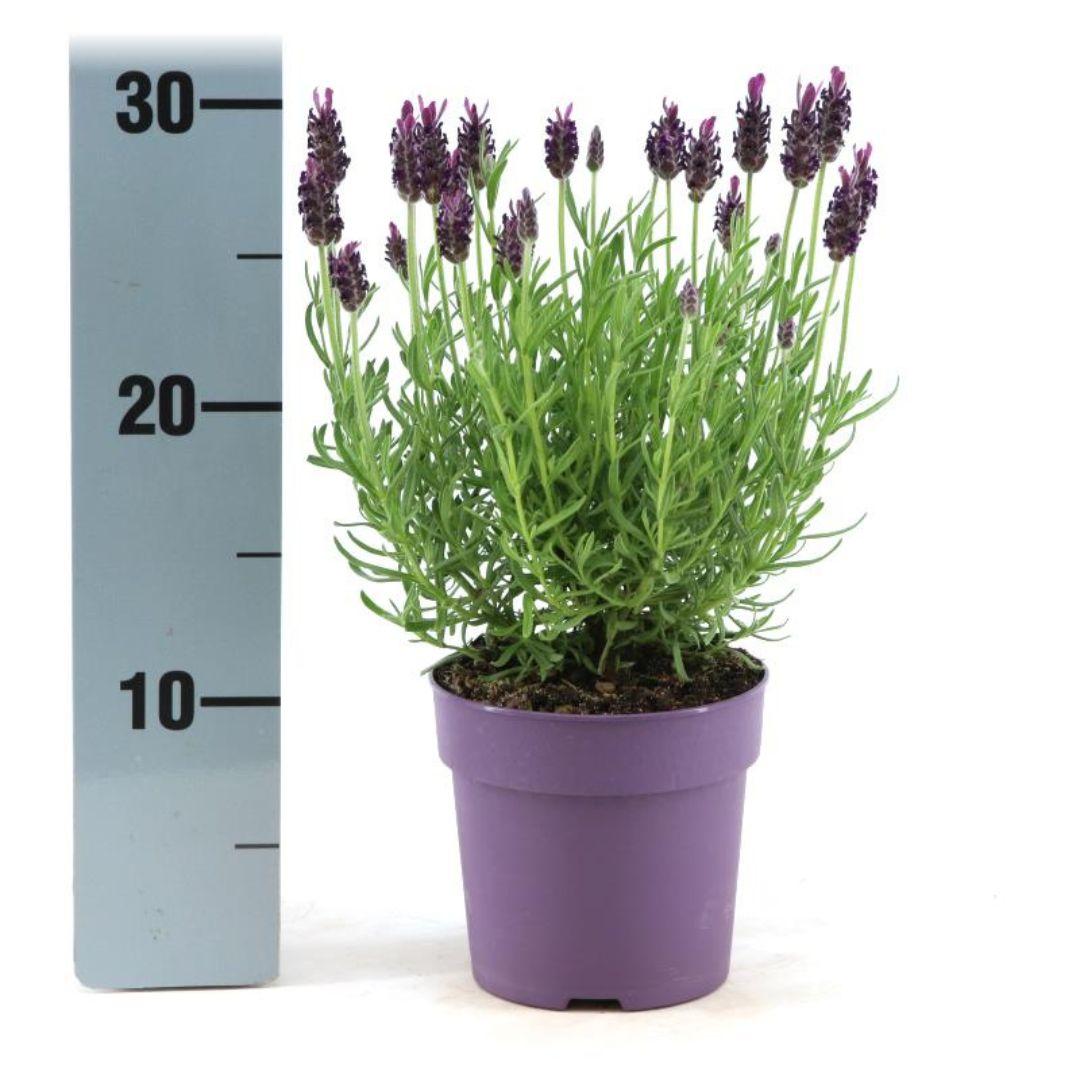 Echter Lavendel Lavandula stoechas Anouk – Duftender Schopflavendel – Ø12cm – Winterhart – Für Garten, Terrasse & Balkon – Plant