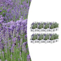 Echter Lavendel – Lavandula angustifolia – Ø7cm x H15cm – Duftend & pflegeleicht – Für Balkon, Terrasse & Beet – Mediterrane Schönheit – Plant