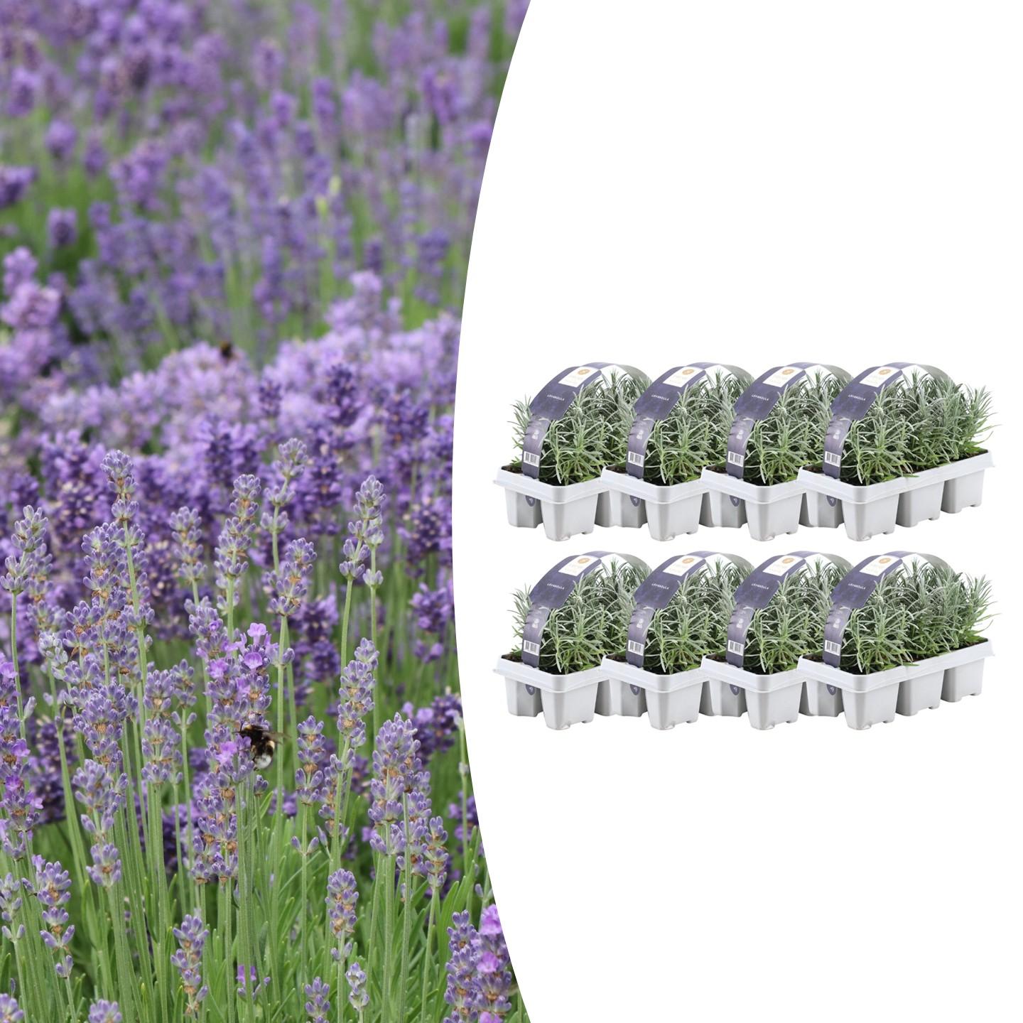 Echter Lavendel – Lavandula angustifolia – Ø7cm x H15cm – Duftend & pflegeleicht – Für Balkon, Terrasse & Beet – Mediterrane Schönheit – Plant