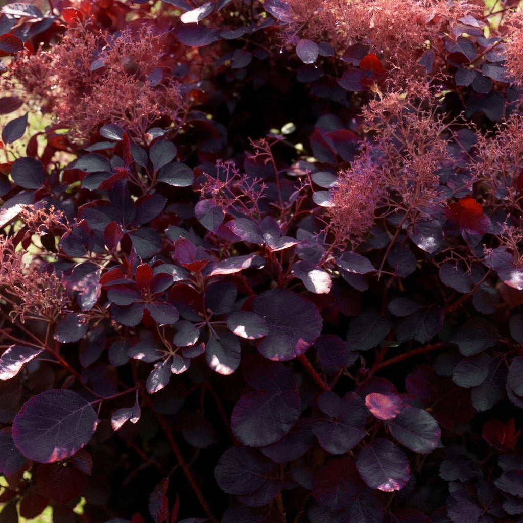 Cotinus coggyria Royal Purple – 12cm – Höhe ca. 35cm – Purpurrotes Laub & luftige Sommerblüten – Laubabwerfender pflegeleichter Perückenstrauch – Plant