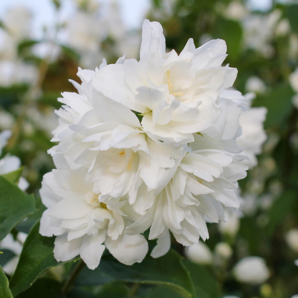 Bauernjasmin Philadelphus Snowbelle – Duftende Weiße Blüten – Wenig Pflege – 17cm Höhe 45cm – Für Garten, Terrasse & Balkon – Plant