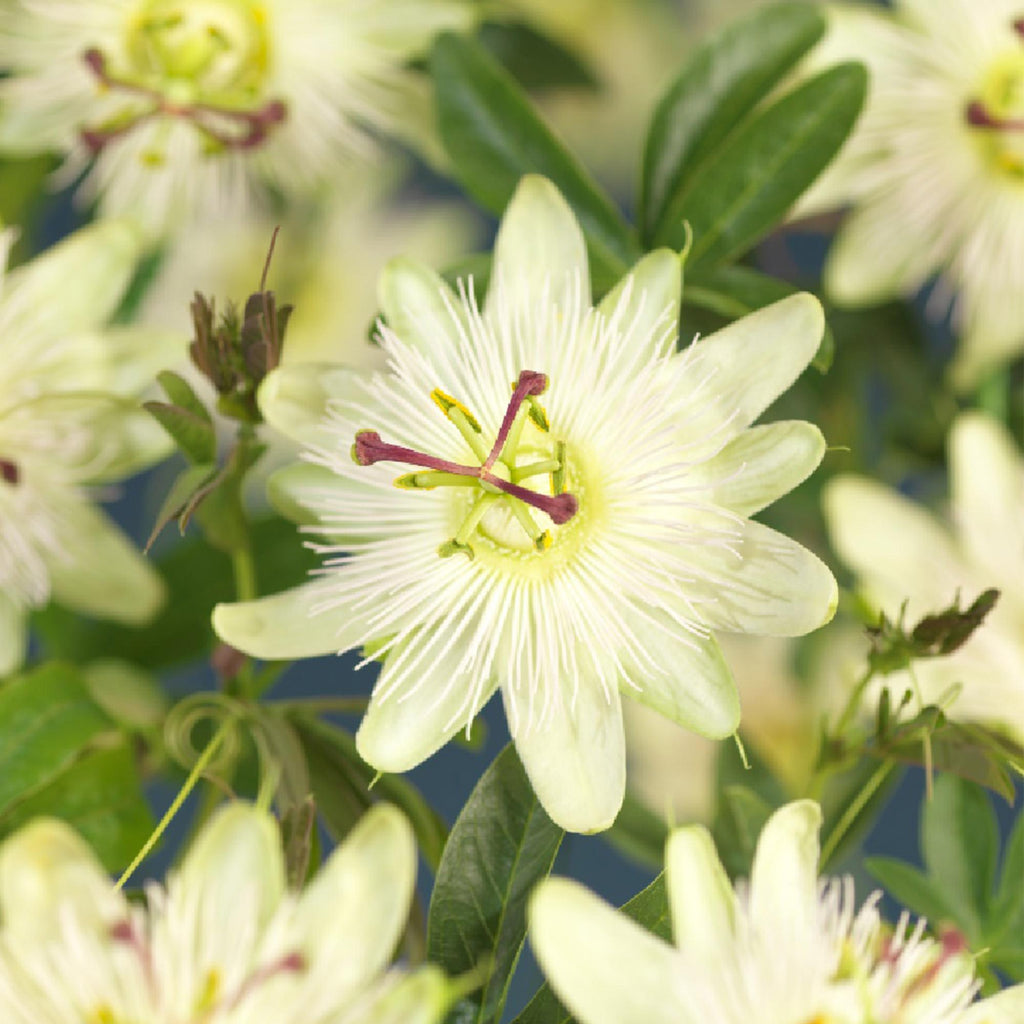Passiflora Avalanche Passionsblume – Weiße Kletterpflanze 11cm – 2 Pflanzen Set ca.40cm – Duftende Blüten & Pflegeleicht – Plant