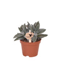 Sukkulente Crassula Tarantula – Zimmerpflanze – Ø6cm – Kompakte graugrüne Blätter – Pflegeleicht & dekorativ – Plant