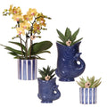 Set mit Orchidee Lima & Sukkulenten – In Keramiktöpfen Ø9cm & Ø6cm – Blühende Zimmerpflanze mit Sukkulenten – Dekoratives Pflanzenset – Plant