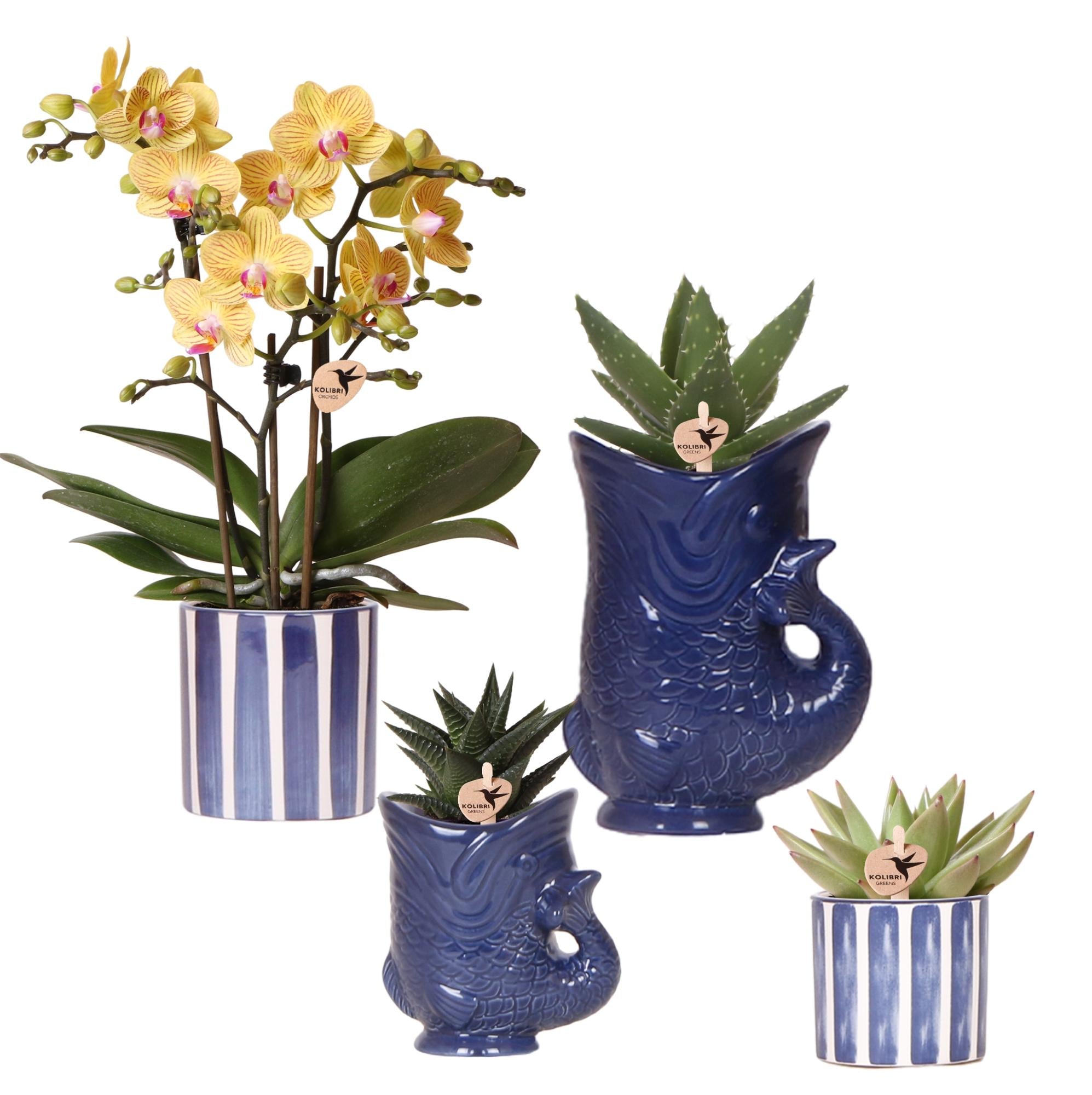 Set mit Orchidee Lima & Sukkulenten – In Keramiktöpfen Ø9cm & Ø6cm – Blühende Zimmerpflanze mit Sukkulenten – Dekoratives Pflanzenset – Plant