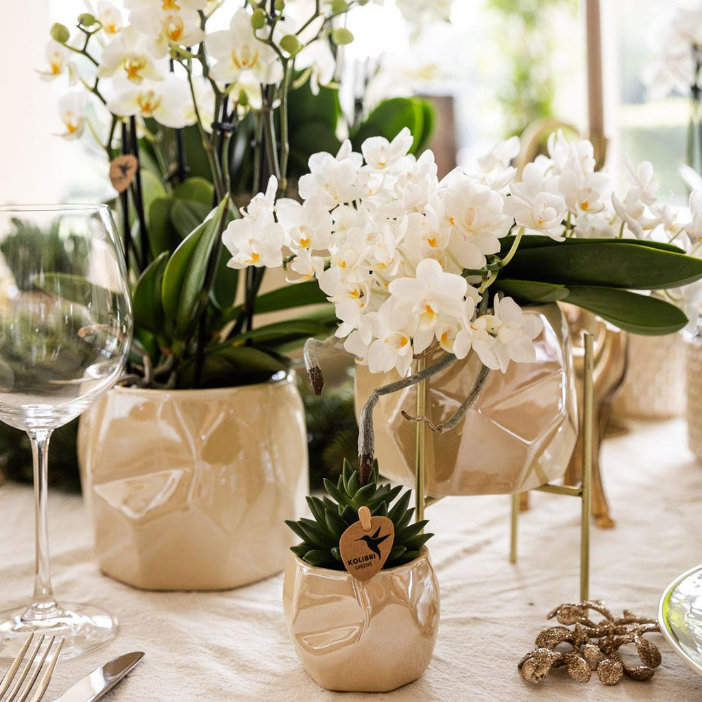 Pflanzen Set mit Zierpflanzgefäßen für Tischdekoration – Elegante Mini Zimmerpflanzen im Topf Ø9cm & Ø6cm – Perfekt für festliche Dinner – Dekoration – Plant