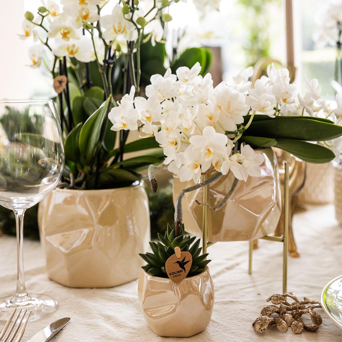 Pflanzen Set mit Zierpflanzgefäßen für Tischdekoration – Elegante Mini Zimmerpflanzen im Topf Ø9cm & Ø6cm – Perfekt für festliche Dinner – Dekoration – Plant