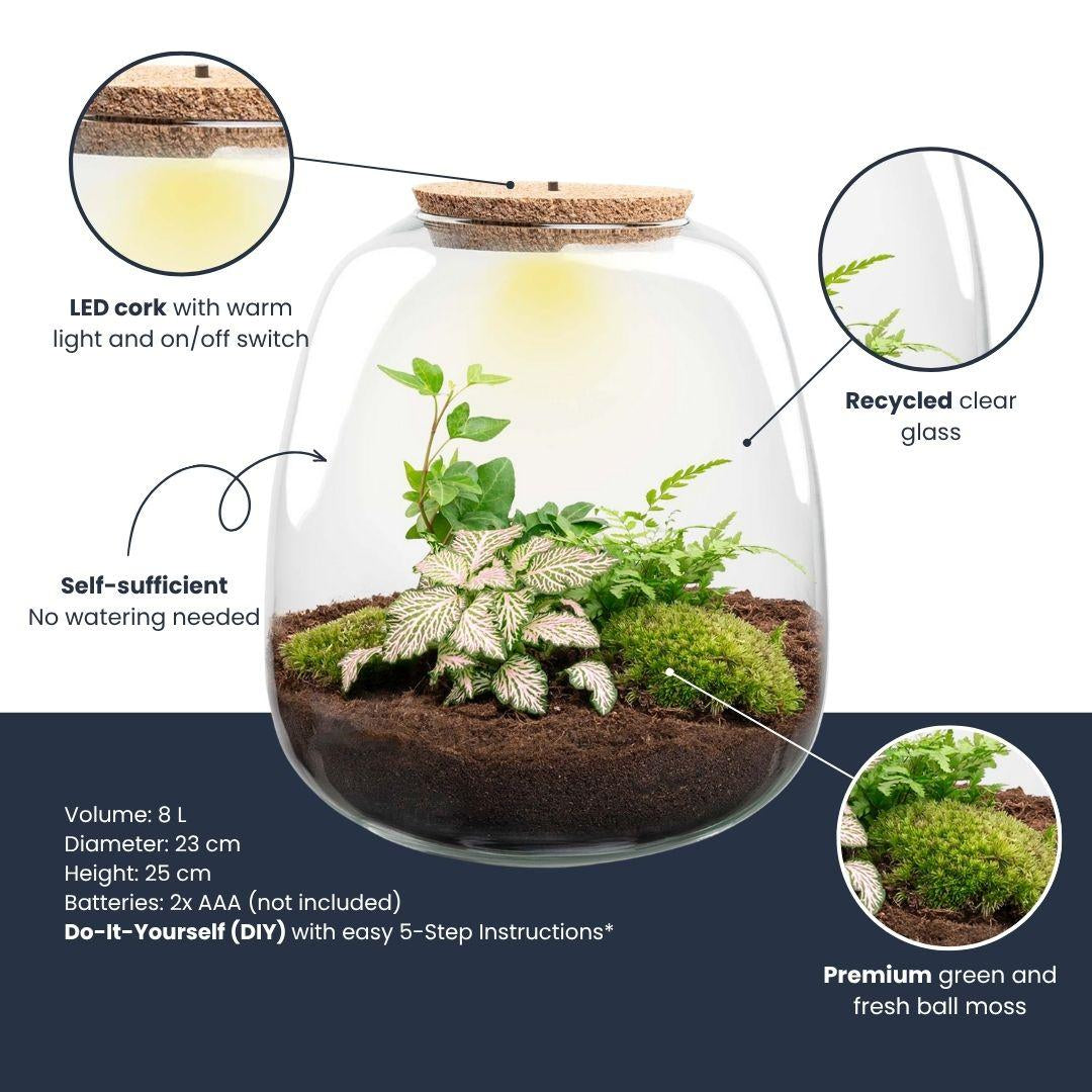Flaschengarten Emma – Bausatz mit LED – Korkdeckel – Ø23cm ↕25cm – DIY Pflanzenterrarium mit Efeu, Farn & Fittonia Pink Tiger – Ökosystem aus Glas – Plant