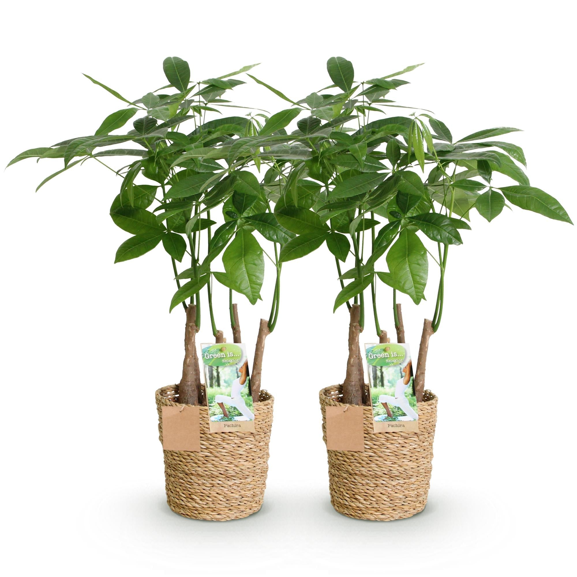Glückskastanie Pachira Aquatica Mehrstammig – Geldbaum – 2 Pflanzen – 50-55cm – 17cm – Pflegeleichte Zimmerpflanzen mit handförmigen Blättern