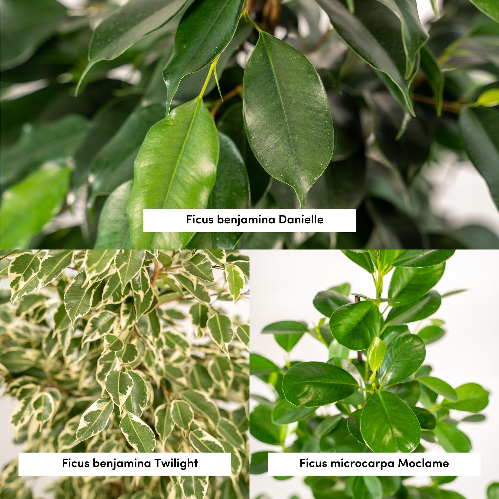 3er Ficus-Set – Ficus benjamina Danielle + Ficus benjamina Twilight + Ficus microcarpa Moclame – Je Ø21cm – ↕95cm inkl. Korb Selin – Luftreinigende Zimmerpflanzen im Mix – Tropisches Grün für Wohnzimmer Büro Flur – Frisch aus der Gärtnerei – Plant