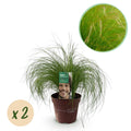 Zartes Federgras Stipa tenuifolia Pony Tails – Ø17cm – Immergrün, pflegeleicht & trockenheitsresistent – Höhe ca. 50cm – Plant
