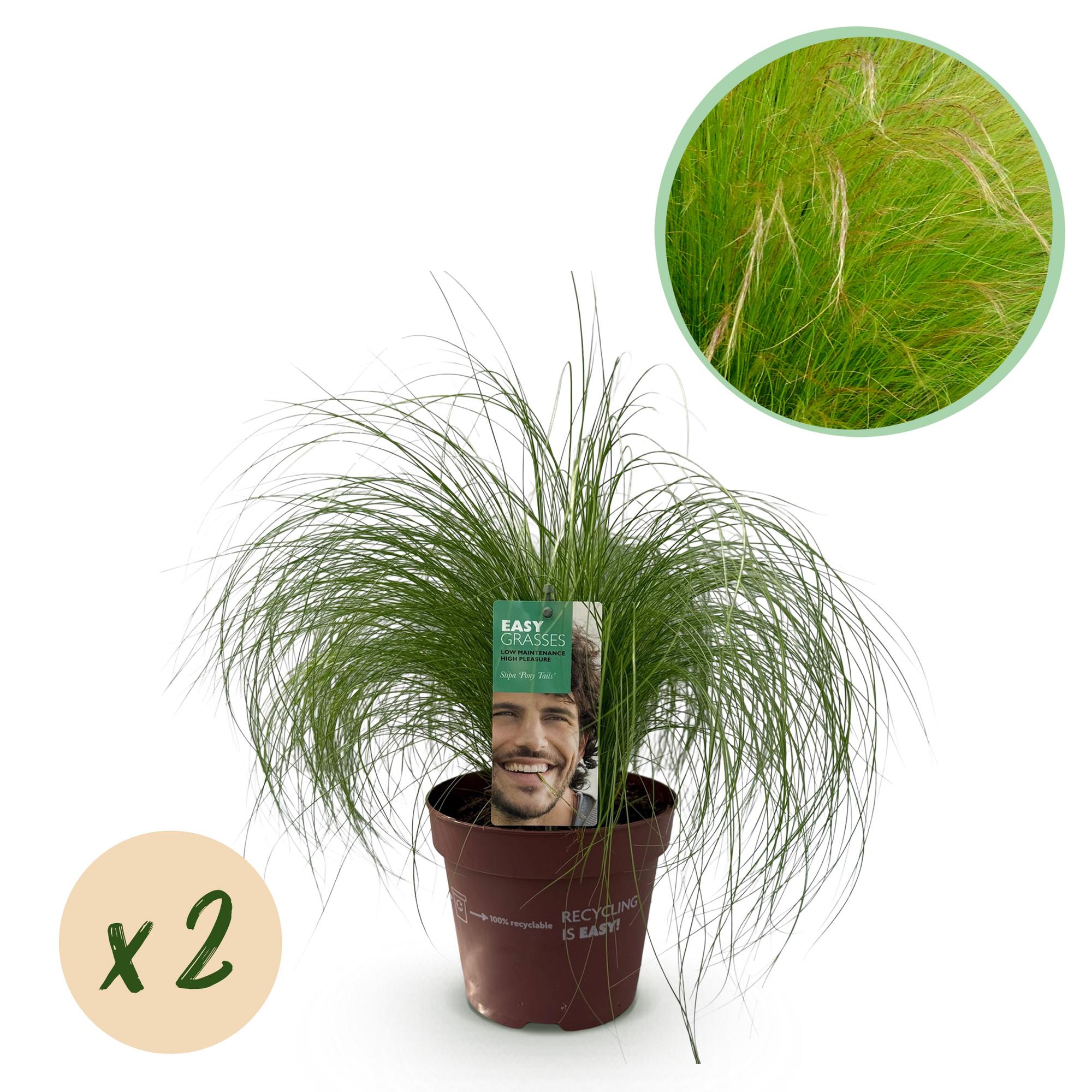 Zartes Federgras Stipa tenuifolia Pony Tails – Ø17cm – Immergrün, pflegeleicht & trockenheitsresistent – Höhe ca. 50cm – Plant