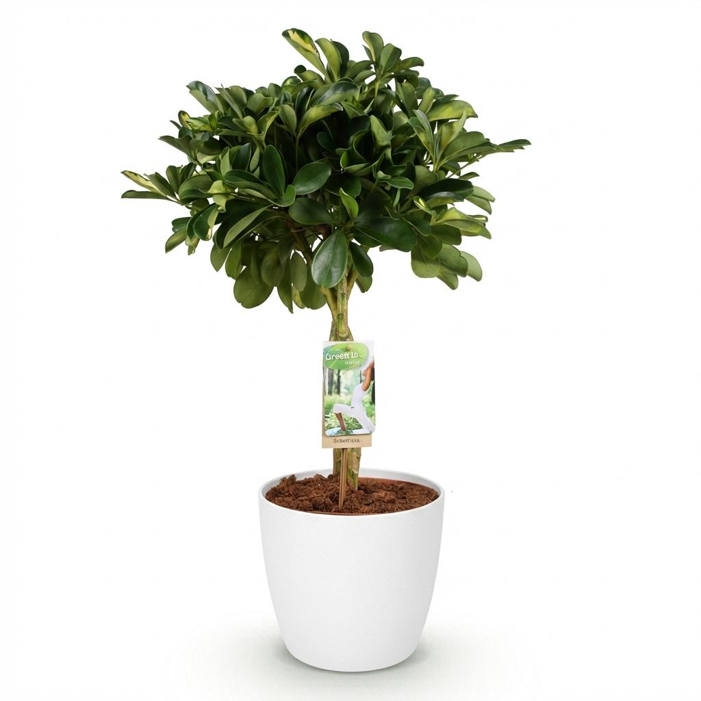 Schefflera Gold Capelle Fingerbaum Pflanze mit weißem Topf Ø21cm Höhe 70-81cm Pflegeleichte Grünpflanze mit goldenen Blattakzenten für Zimmer & Büro