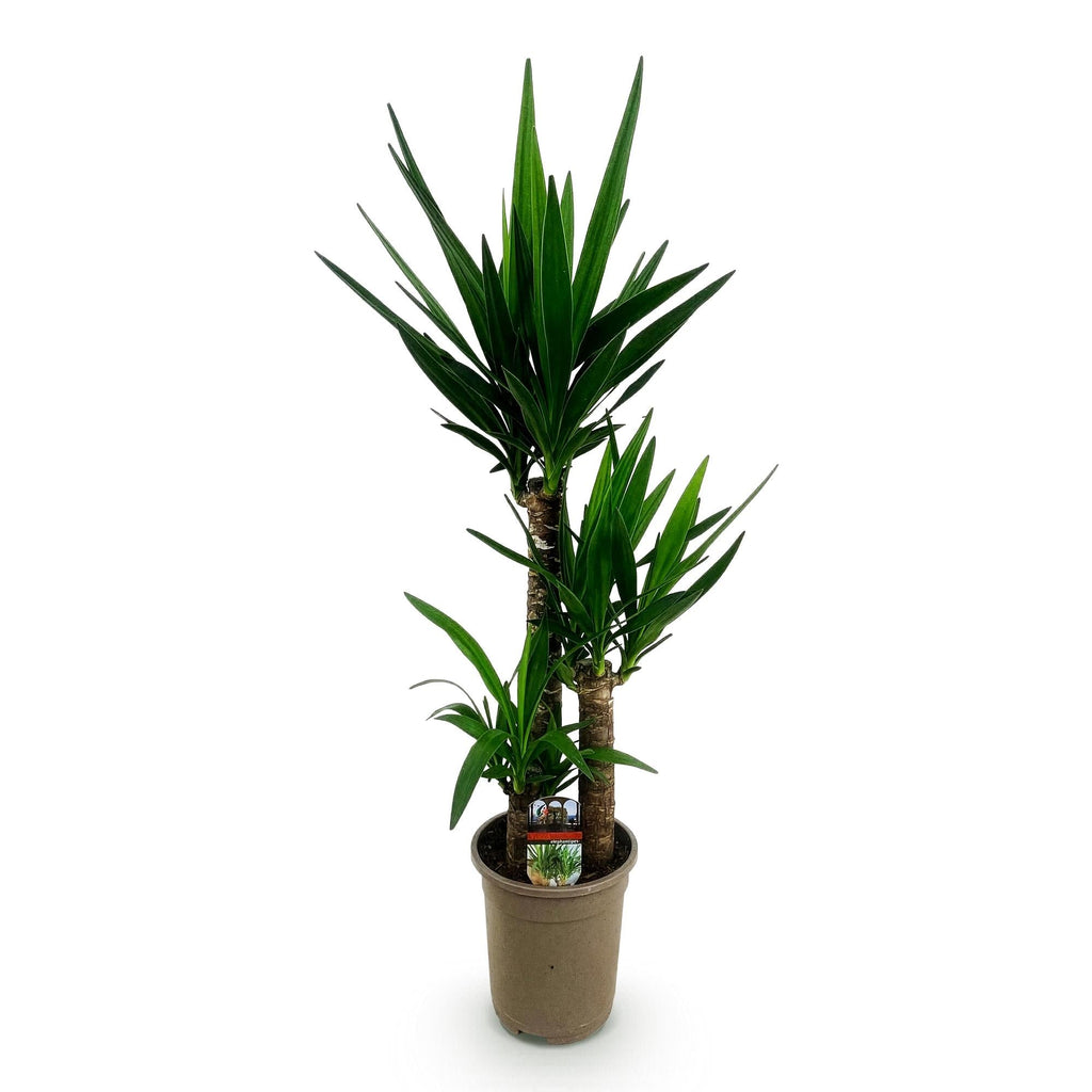 Palmlilie Yucca Elephantipes – 100cm – 21cm – Pflegeleichte Palmlilie mit langen, spitzen Blättern – Plant