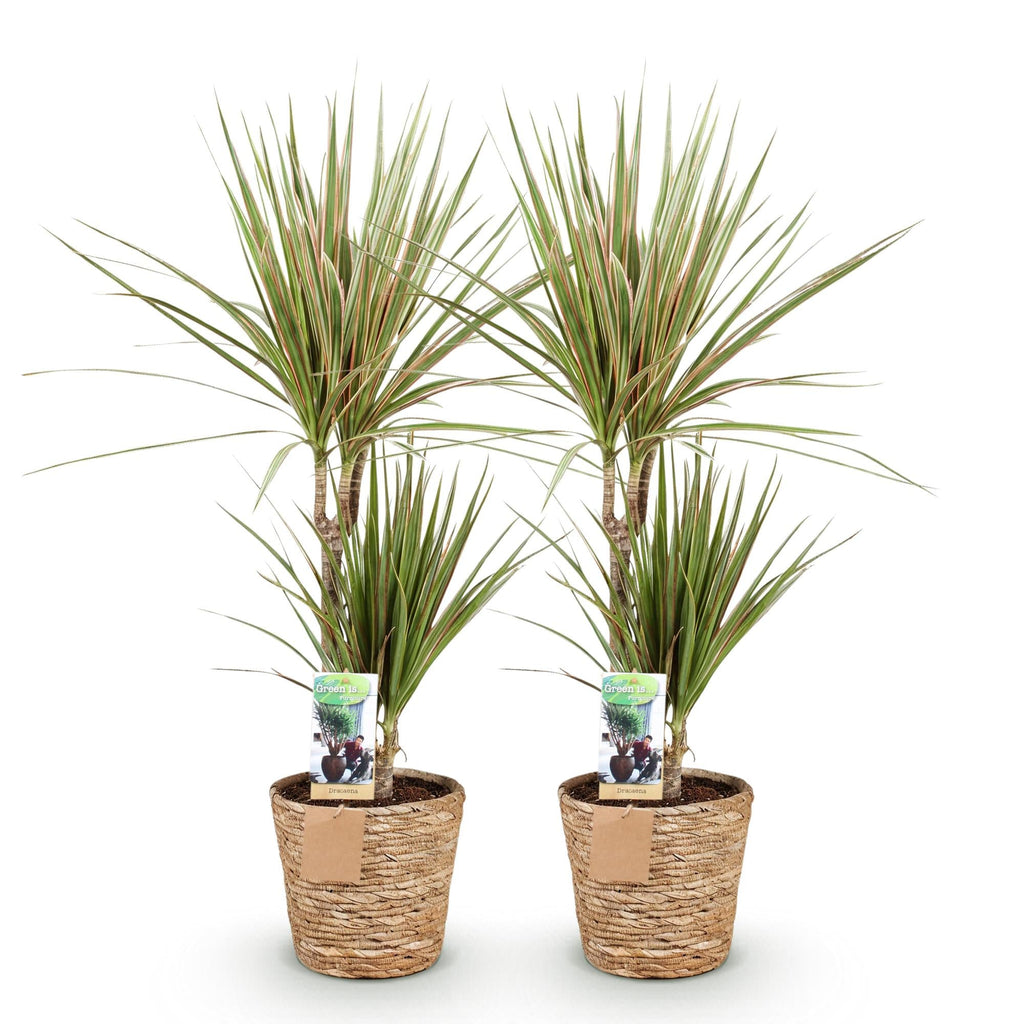 Dracaena Sunray – Zwei pflegeleichte Drachenbäume im dekorativen Korb – 17cm – Höhe 70-75cm – Grün – Gelbe Zimmerpflanzen für Innenräume