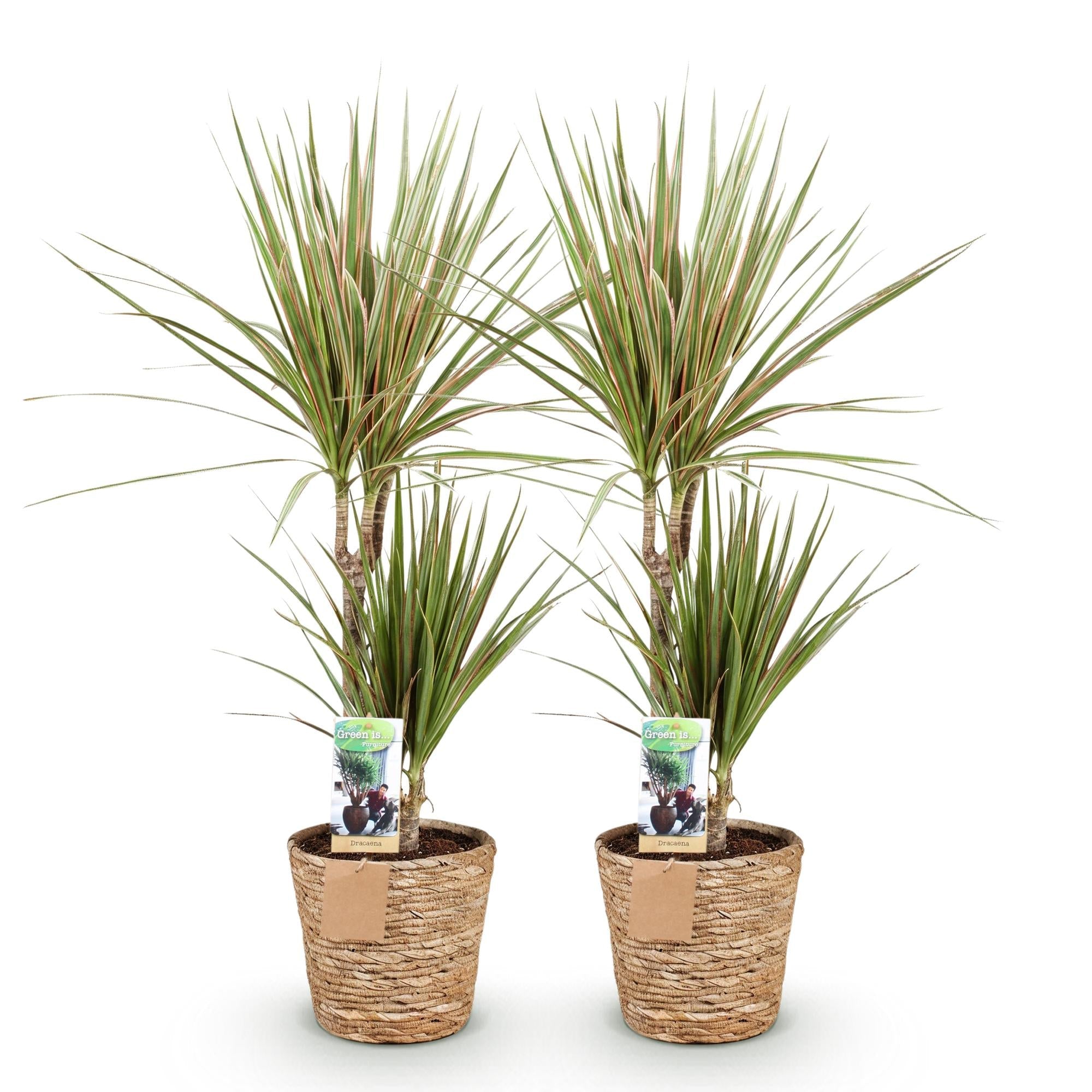 Dracaena Sunray – Zwei pflegeleichte Drachenbäume im dekorativen Korb – 17cm – Höhe 70-75cm – Grün – Gelbe Zimmerpflanzen für Innenräume
