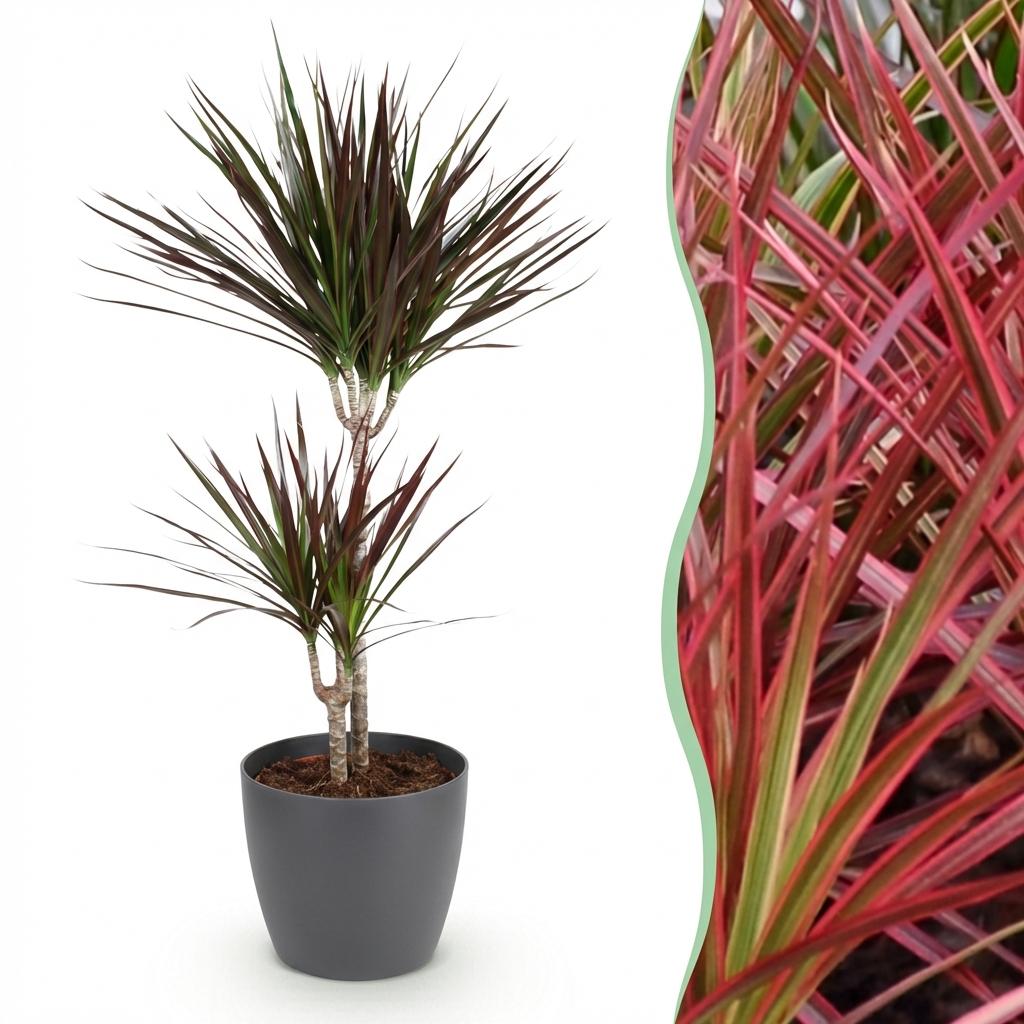 Dracaena Magenta Drachenblutbaum Pflanze mit grauem Topf Ø21cm Höhe 90-100cm Pflegeleichte große Grünpflanze mit roten Akzenten für Zimmer & Büro