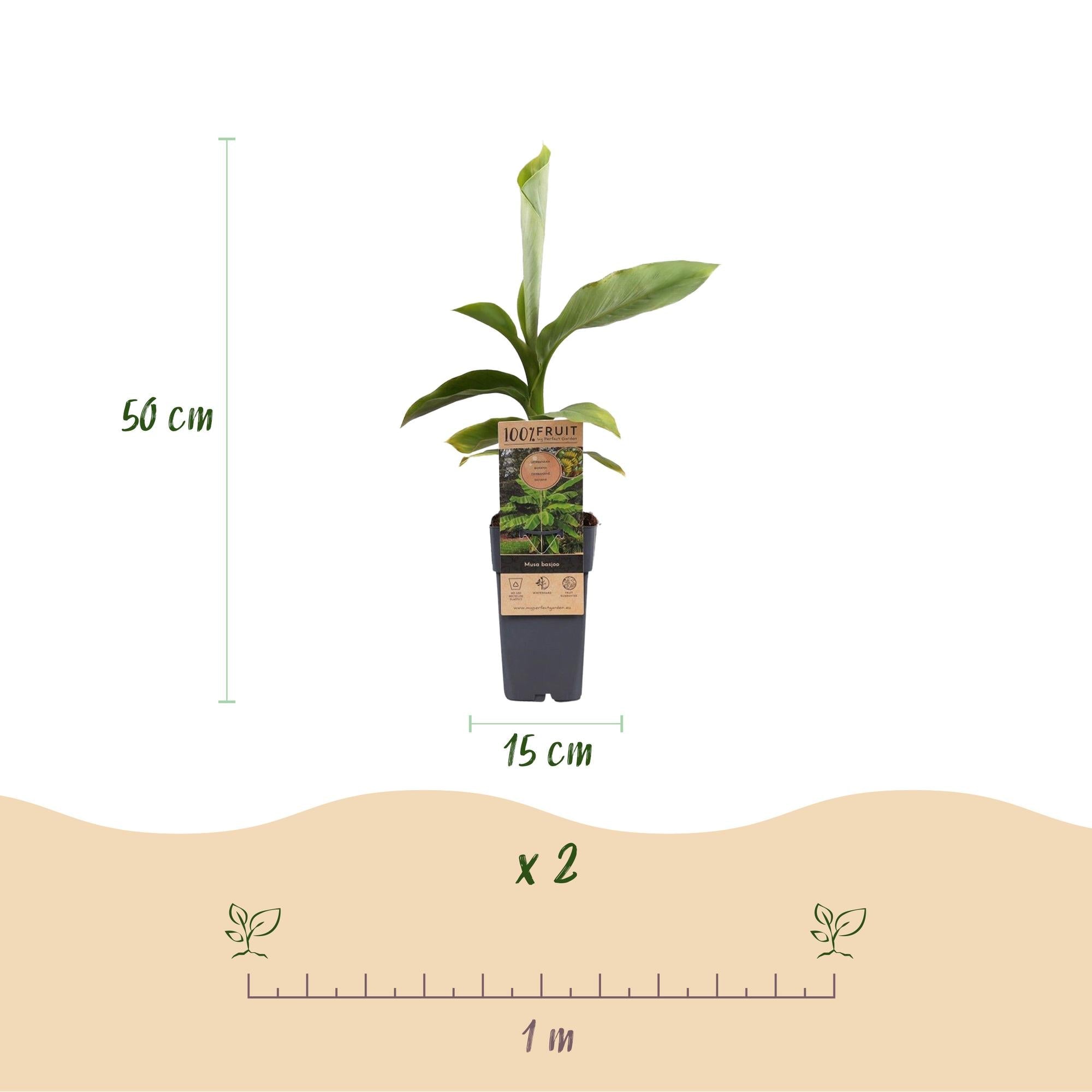 Japanische Faserbanane – Musa basjoo – Winterhart – 2 Pflanzen – Ø15cm – Höhe ca. 50cm – Tropische Optik & essbare Früchte – Pflegeleicht – Plant