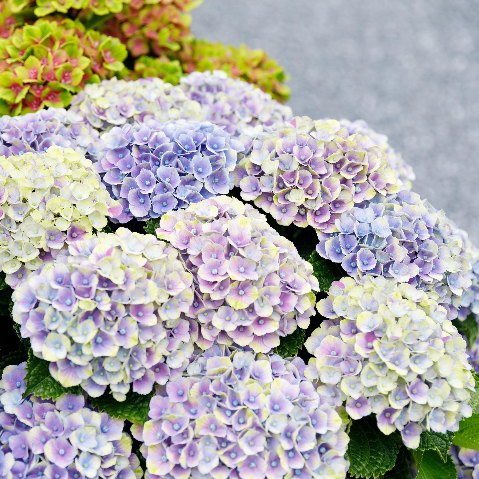 Hortensie Magical Jewel Blue – Hydrangea macrophylla – Blau – Balkonpflanze – 23cm Ca. 55cm hoch – 6-10 Blüten – Für Balkon, Terrasse & Beet – Plant