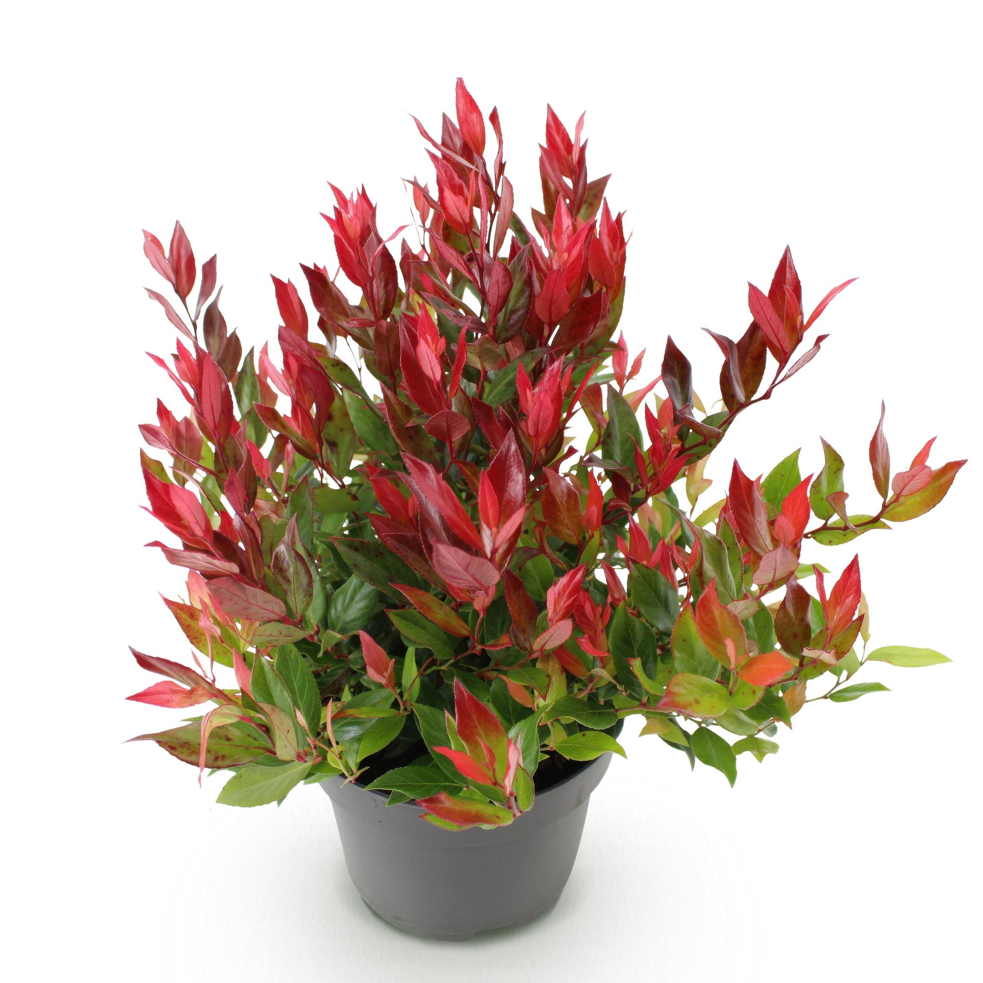 Traubenheide Leucothoe Little Flame – 17cm Höhe ca.40cm – Immergrün & farbwechselnd – Rotes Herbstlaub – Pflegeleichter dekorativer Zierstrauch – Plant