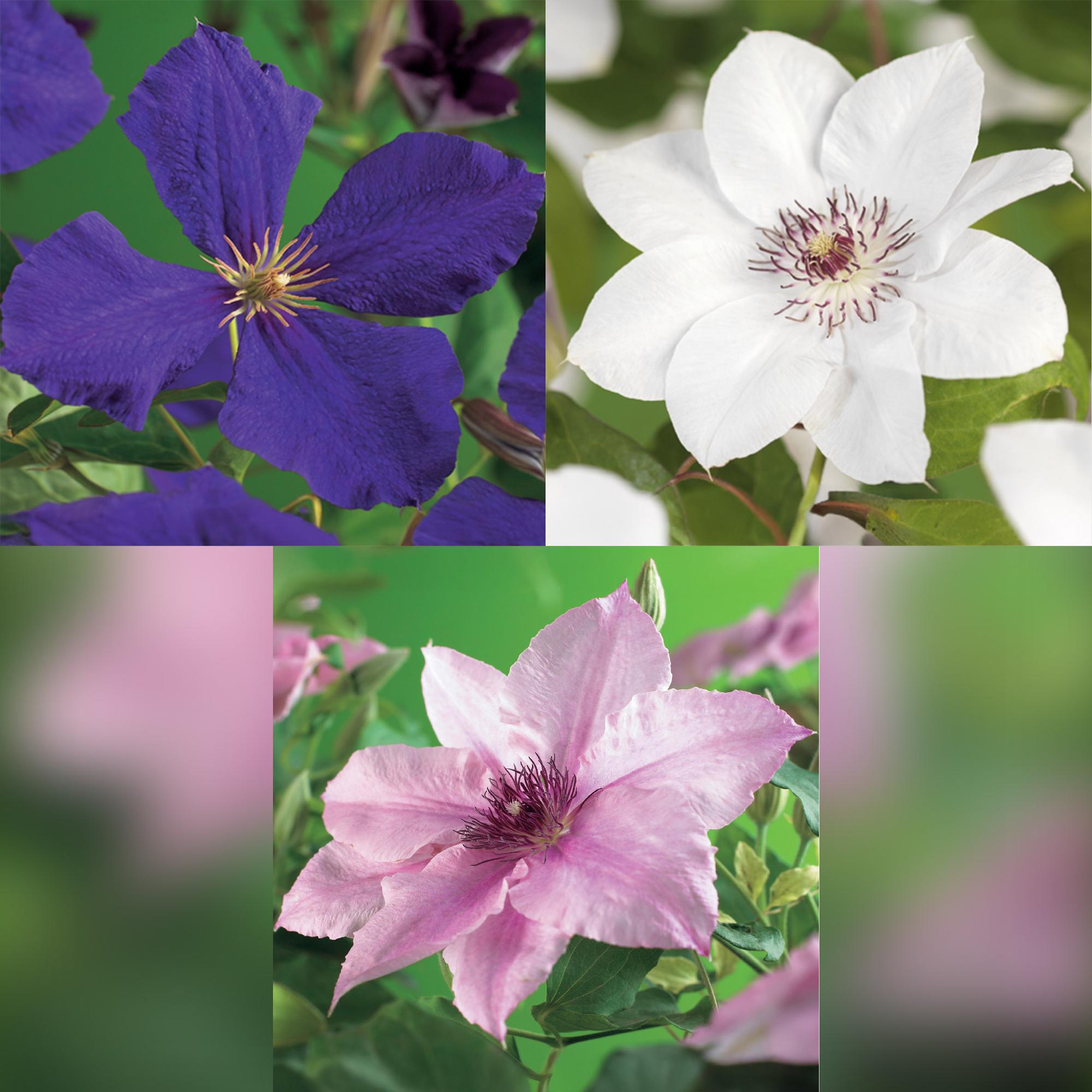 Kletterpflanze Clematis Tricolour – Mehrfarbige Blüten Rosa Weiß Lila – Wenig Pflege – 3 Pflanzen – 11cm Höhe 40cm – Für Garten, Balkon & Pergolen – Plant