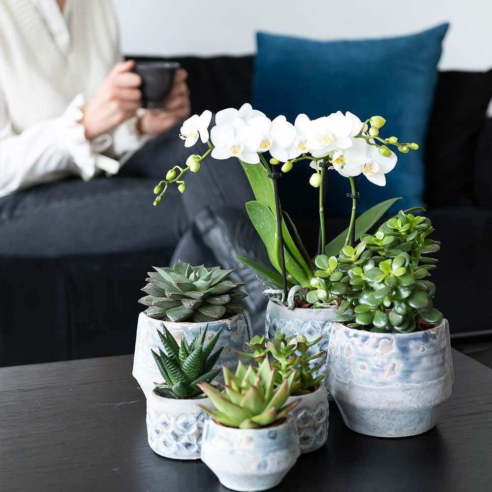 Sukkulenten Set – 4 Pflanzen – Zimmerpflanzen im Ø9cm – Pflegeleicht & dekorativ – Ideal für Zuhause, Büro & Geschenkideen – Plant
