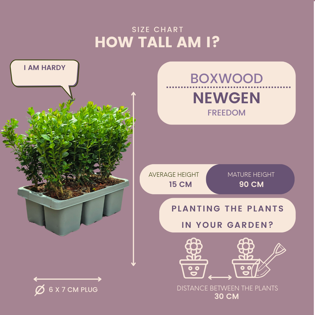 Buchsbaum – Buxus NewGen Freedom – ca. 15cm hoch – Ø7cm – kompakter, winterharter Strauch – resistent gegen Zünsler & Pilzkrankheiten – Plant