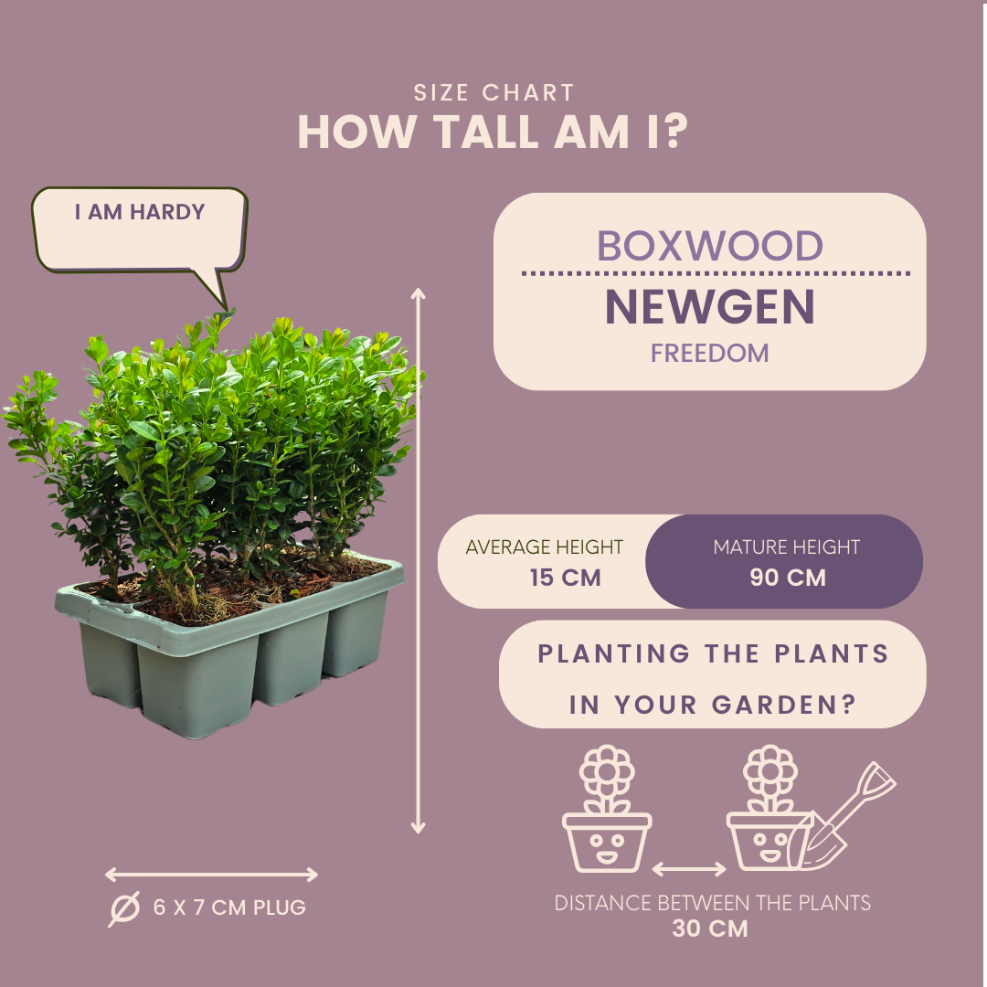 Buchsbaum – Buxus NewGen Freedom – ca. 15cm hoch – Ø7cm – kompakter, winterharter Strauch – resistent gegen Zünsler & Pilzkrankheiten – Plant