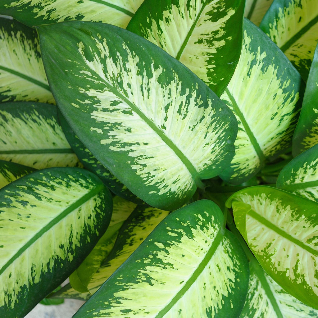 Dieffenbachia Tropic Snow – 90-100cm – 21cm inkl. Naturkorb – Pflegeleichte bunte Zimmerpflanze – Großes grün – weißes Blattwerk – Plant