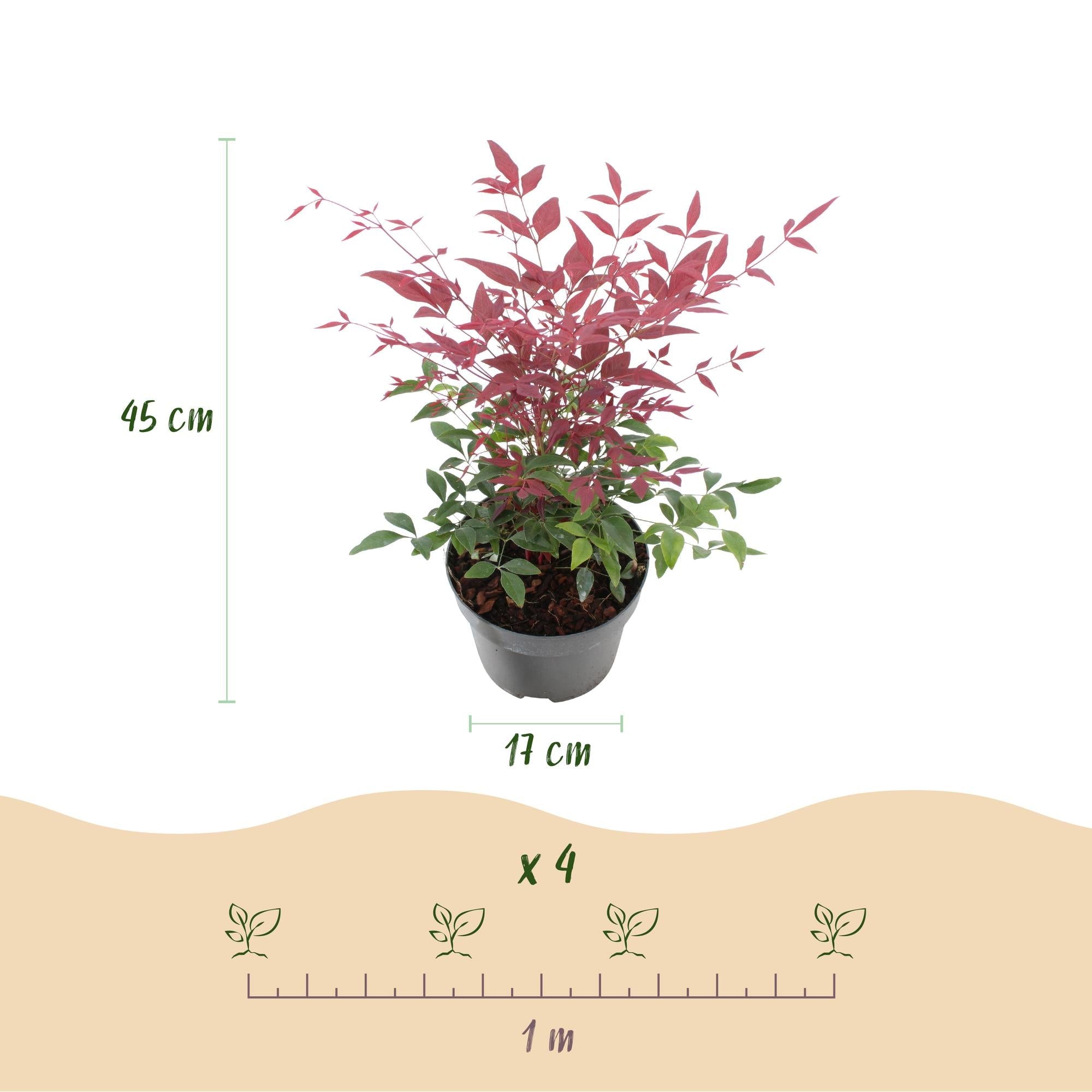 Himmelsbambus Nandina Duo – Gelb & Rot – 2 Pflanzen – Immergrün – Pflegeleicht – 17cm Höhe 45cm