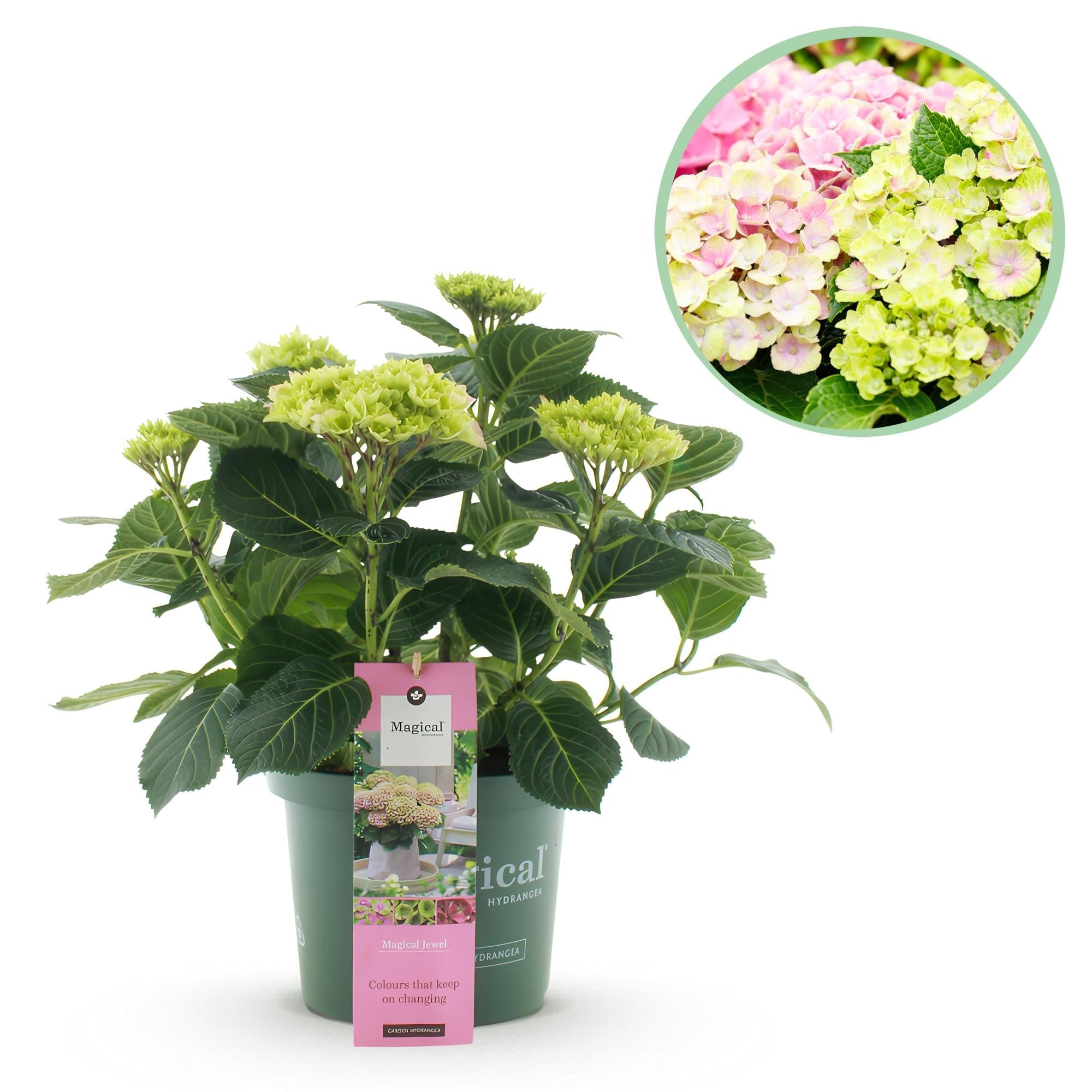 Hortensie Magical Jewel Pink – Hydrangea macrophylla – Rosa – Balkonpflanze – Im 23cm Topf – Ca. 55cm hoch – 6-10 Blüten – Reichblühend & Farbakzent – Plant