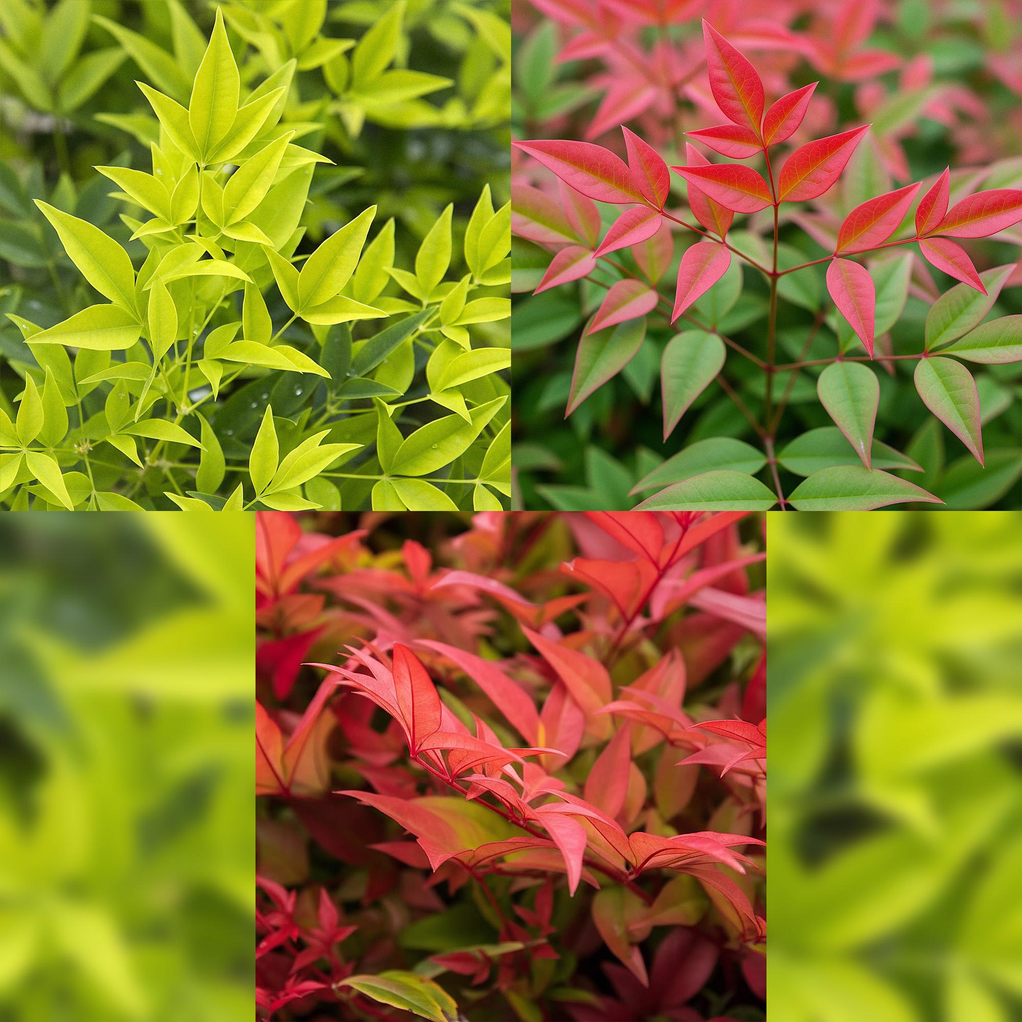 Himmelsbambus Nandina Tricolour – 3 Pflanzen 17cm Höhe ca.45cm – Immergrün & farbwechselnd – Gelb Rot Orange Laub für Beet Balkon Terrasse